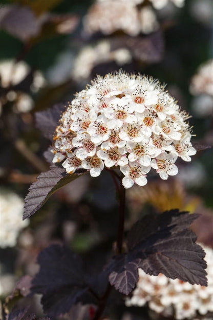 Bahçevilya Kırmızı Yapraklı Dokuz Kabuk Çalısı (Physocarpus opulifolius) 1 Yaşında üretim saksısında - Bahçevilya 
