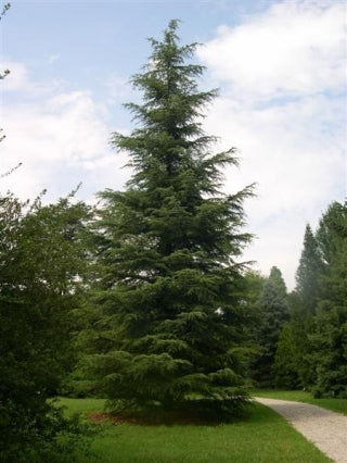 Bahçevilya 20-40 cm Toros Sediri (Cedrus libani) Fidanı 1-2 yaş arası tüplü - Bahçevilya 