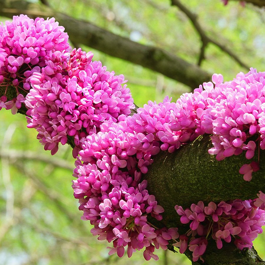 Bahçevilya Saksılı Erguvan (Cercis siliquastrum) Fidanı 1-2 yaş arası saksılı - Bahçevilya 