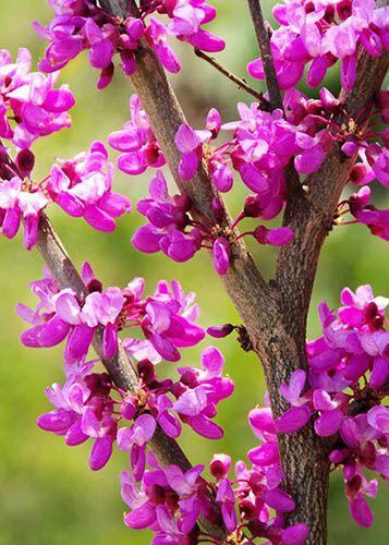 Bahçevilya  Erguvan Ağacı (Cercis siliquastrum) Fidanı 40-50 cm arası saksılı - Bahçevilya 