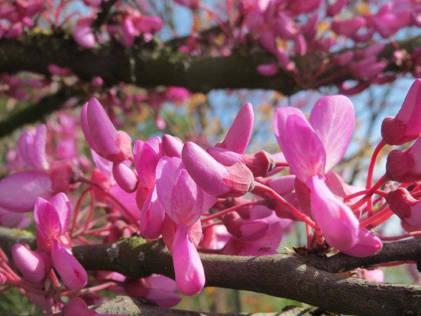 Bahçevilya  Erguvan Ağacı (Cercis siliquastrum) Fidanı 40-50 cm arası saksılı - Bahçevilya 