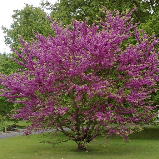 Bahçevilya  Erguvan Ağacı (Cercis siliquastrum) Fidanı 40-50 cm arası saksılı - Bahçevilya 