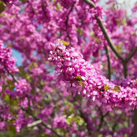 Bahçevilya  Erguvan Ağacı (Cercis siliquastrum) Fidanı 40-50 cm arası saksılı - Bahçevilya 