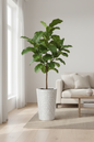 Ficus lyrata in Petra 120