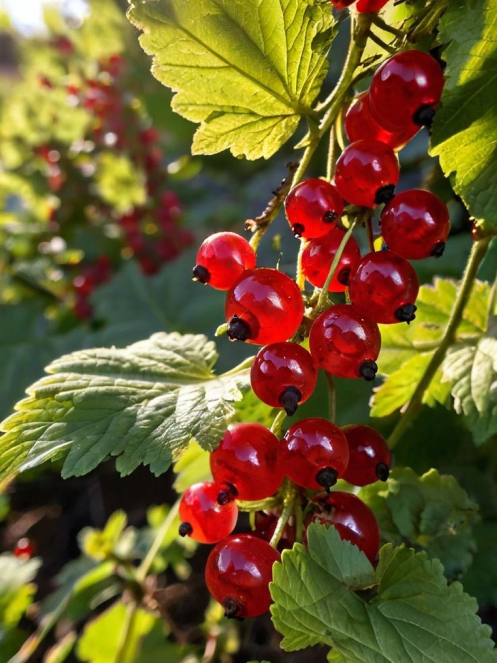 Bahçevilya Frenk Üzümü (Ribes rubrum) Fidanı  1-2 yaş arası - Bahçevilya 
