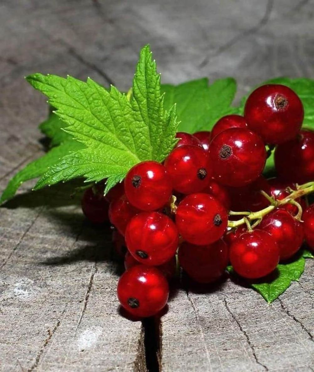 Bahçevilya Frenk Üzümü (Ribes rubrum) Fidanı  1-2 yaş arası - Bahçevilya 
