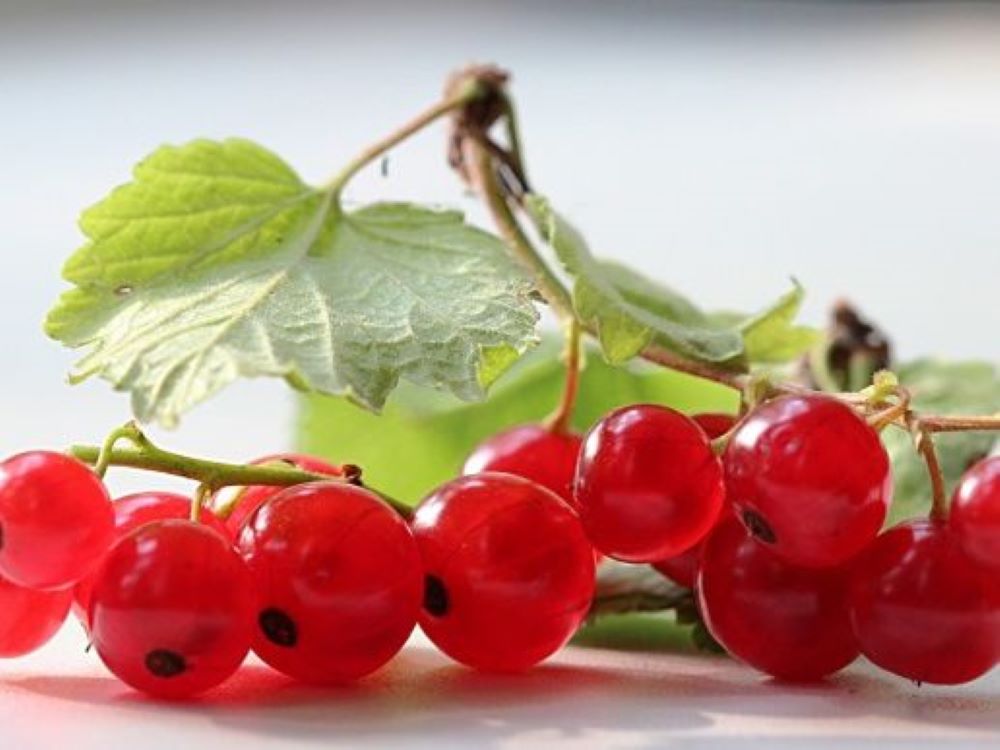 Bahçevilya Frenk Üzümü (Ribes rubrum) Fidanı  1-2 yaş arası - Bahçevilya 