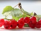 Bahçevilya Frenk Üzümü (Ribes rubrum) Fidanı  1-2 yaş arası - Bahçevilya 