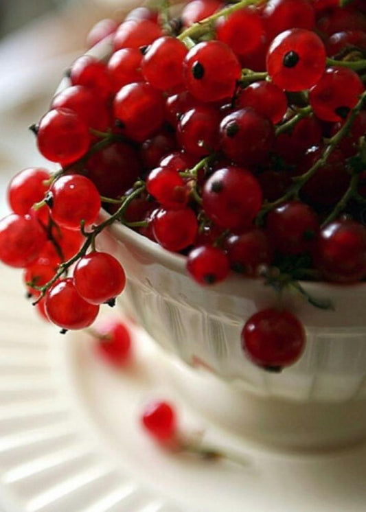 Bahçevilya Frenk Üzümü (Ribes rubrum) Fidanı  1-2 yaş arası - Bahçevilya 