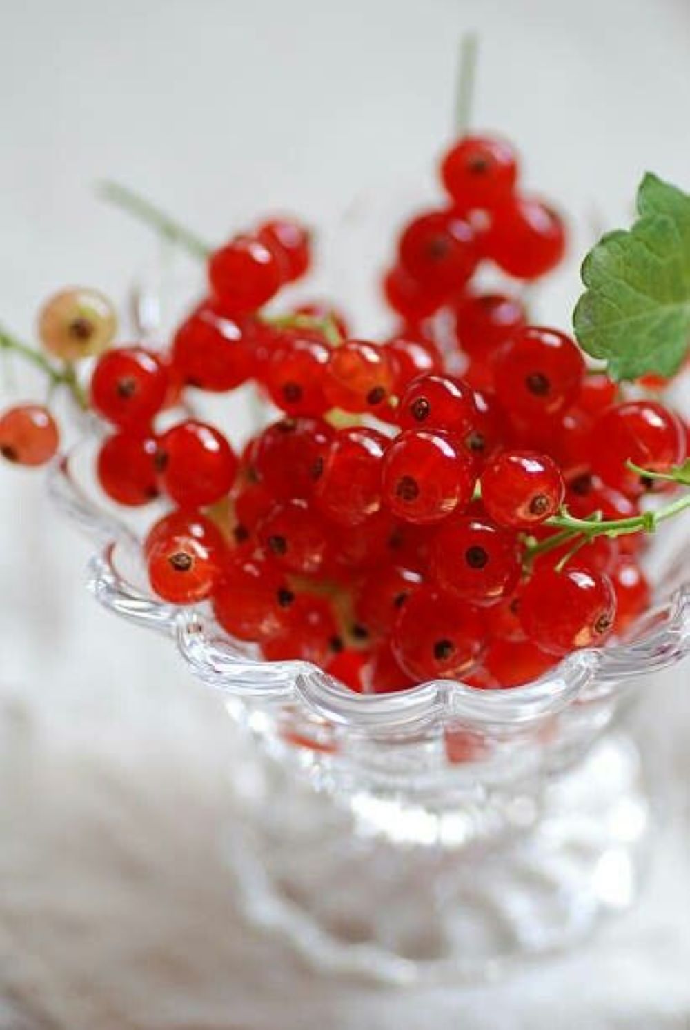 Bahçevilya Frenk Üzümü (Ribes rubrum) Fidanı  1-2 yaş arası - Bahçevilya 