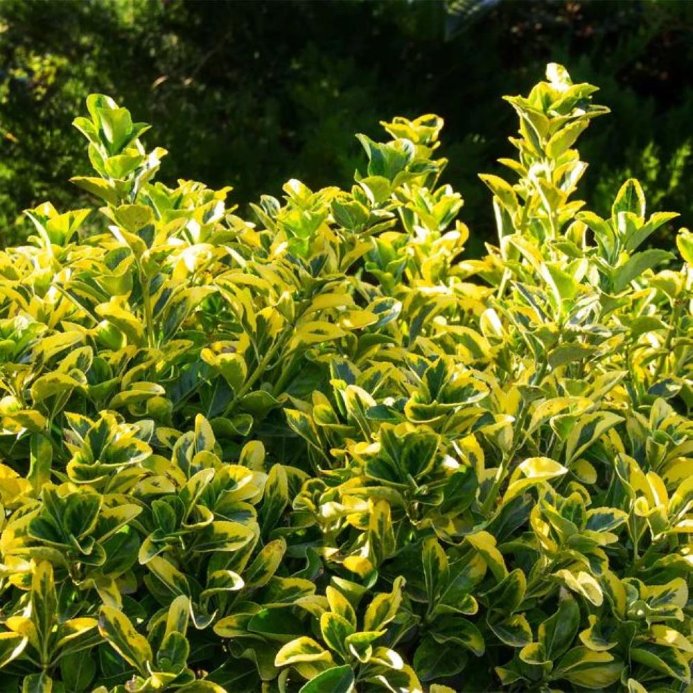 Bahçevilya 10 Adet Gold Altuni Taflan (Euonymus japonicus 'Aureo) 1-2 yaş arası tüplü - Bahçevilya 