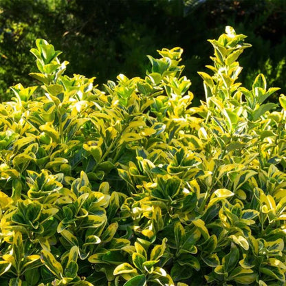 Bahçevilya 10 Adet Gold Altuni Taflan (Euonymus japonicus 'Aureo) 1-2 yaş arası tüplü - Bahçevilya 