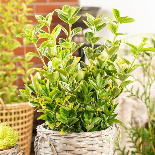 Bahçevilya 10 Adet Gold Altuni Taflan (Euonymus japonicus 'Aureo) 1-2 yaş arası tüplü - Bahçevilya 