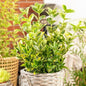 Bahçevilya 10 Adet Gold Altuni Taflan (Euonymus japonicus 'Aureo) 1-2 yaş arası tüplü - Bahçevilya 