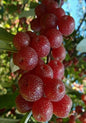 Bahçevilya Güz Yemişi Fidanı  Elaeagnus umbellata - 1-2 Yaş arası saksılı - Bahçevilya 