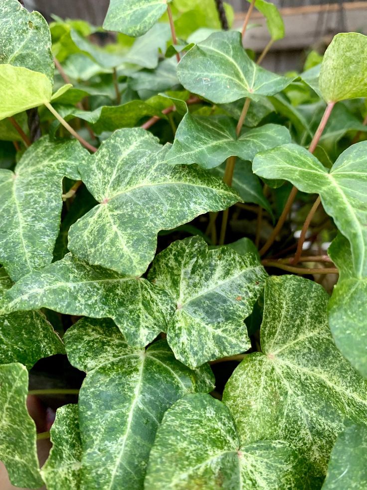 Bahçevilya  Duvar Sarmaşığı (Hedera helix) Fidanı 20-50 cm saksılı - Bahçevilya 