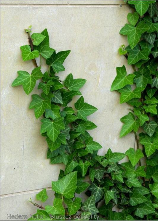 Bahçevilya  Duvar Sarmaşığı (Hedera helix) Fidanı 20-50 cm saksılı - Bahçevilya 