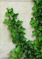 Bahçevilya  Duvar Sarmaşığı (Hedera helix) Fidanı 20-50 cm saksılı - Bahçevilya 