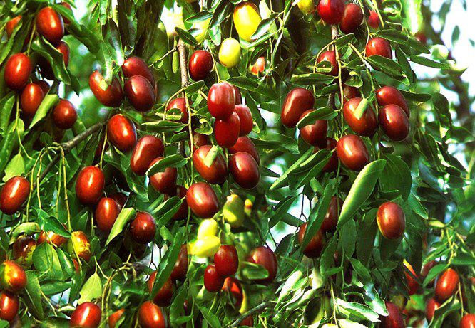 Bahçevilya  Hünnap Ağacı (Ziziphus jujuba) Fidanı  1-2 yaş arası tüplü - Bahçevilya 