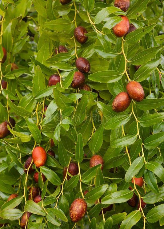 Bahçevilya  Hünnap Ağacı (Ziziphus jujuba) Fidanı  1-2 yaş arası tüplü - Bahçevilya 