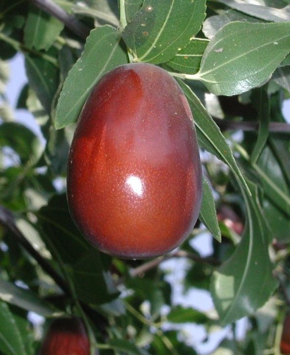 Bahçevilya  Hünnap Ağacı (Ziziphus jujuba) Fidanı  1-2 yaş arası tüplü - Bahçevilya 