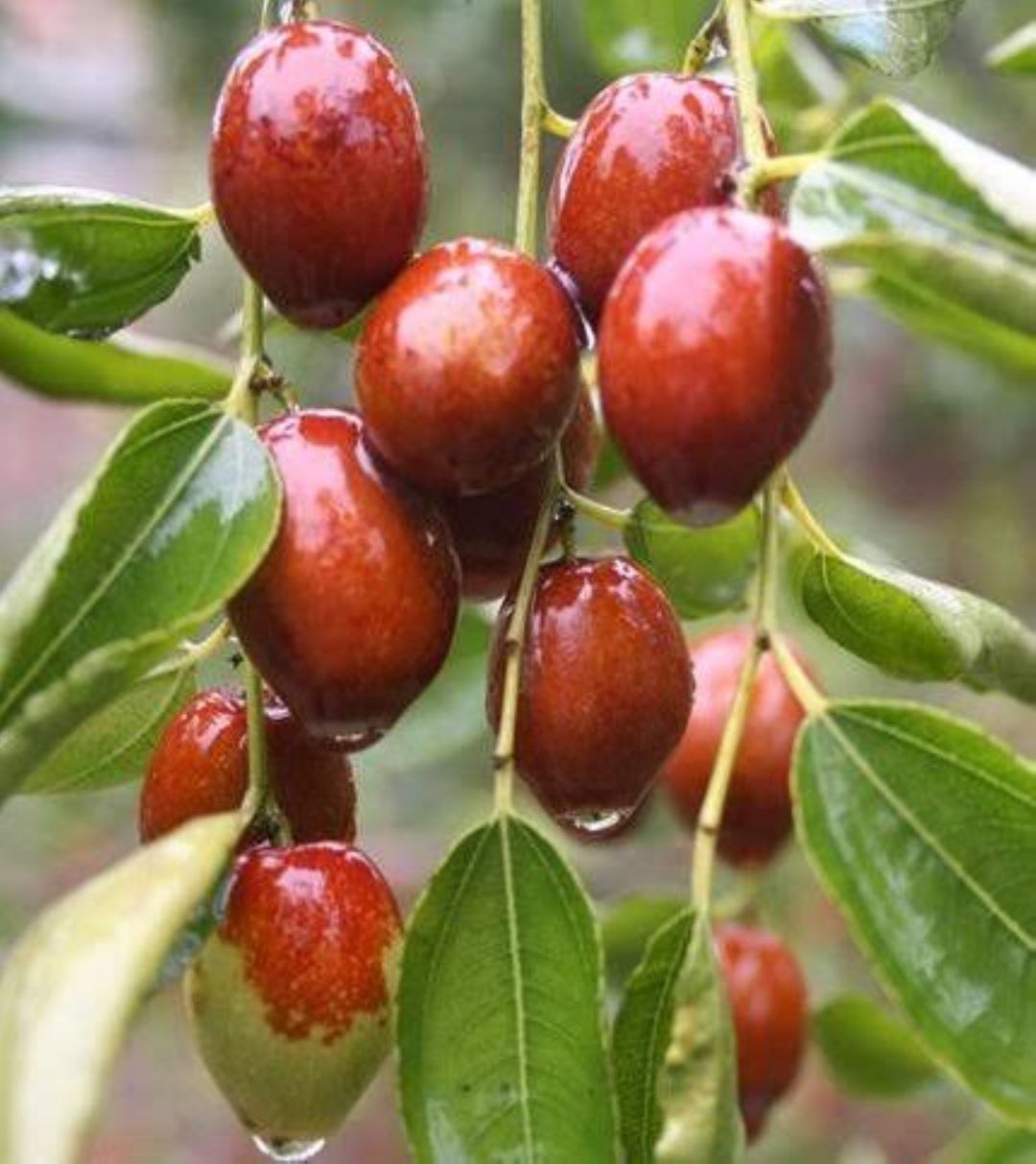 Bahçevilya  Hünnap Ağacı (Ziziphus jujuba) Fidanı  1-2 yaş arası tüplü - Bahçevilya 