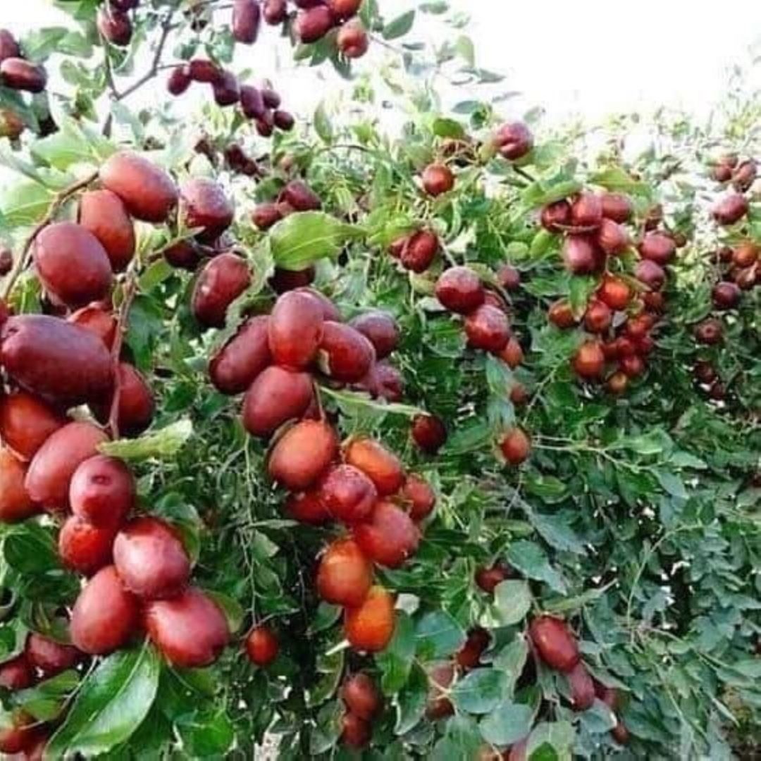 Bahçevilya  Hünnap Ağacı (Ziziphus jujuba) Fidanı  1-2 yaş arası tüplü - Bahçevilya 