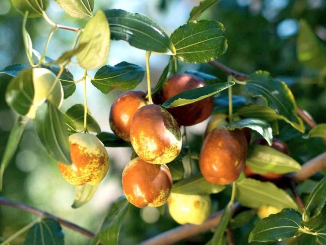 Bahçevilya  Hünnap Ağacı (Ziziphus jujuba) Fidanı  1-2 yaş arası tüplü - Bahçevilya 