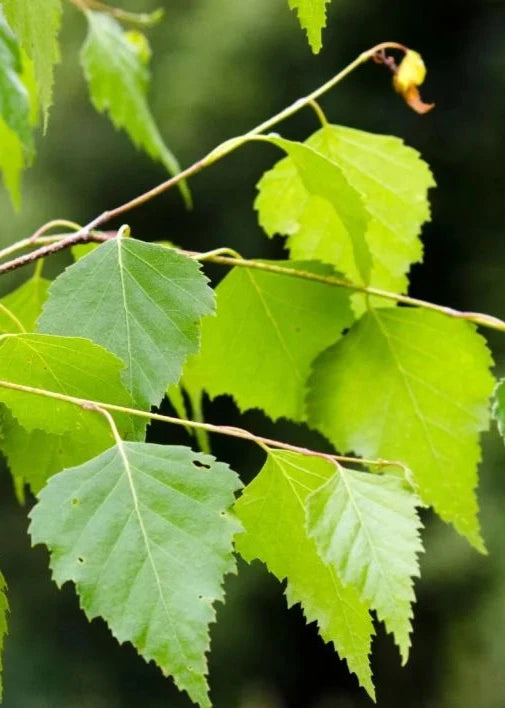 Bahçevilya Huş Ağacı Fidanı 80 CM BOYLARINDA 1-2 yaş arası tüplü - Bahçevilya 