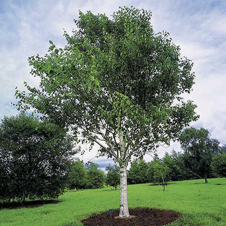 Bahçevilya Huş Ağacı Fidanı 80 CM BOYLARINDA 1-2 yaş arası tüplü - Bahçevilya 