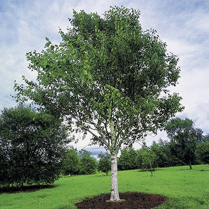 Bahçevilya Huş Ağacı Fidanı 80 CM BOYLARINDA 1-2 yaş arası tüplü - Bahçevilya 