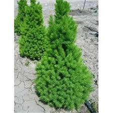 İthal Konik Ladin 30-40 cm Picea Glauca Conica tüplü
