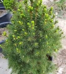 İthal Konik Ladin 30-40 cm Picea Glauca Conica tüplü