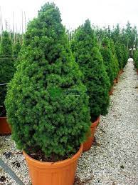 İthal Konik Ladin 30-40 cm Picea Glauca Conica tüplü