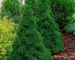 İthal Konik Ladin 30-40 cm Picea Glauca Conica tüplü