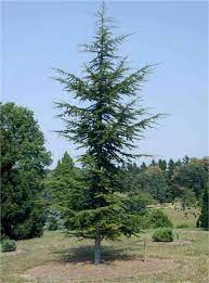 Bahçevilya 20-40 cm Toros Sediri (Cedrus libani) Fidanı 1-2 yaş arası tüplü - Bahçevilya 