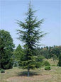 Bahçevilya 20-40 cm Toros Sediri (Cedrus libani) Fidanı 1-2 yaş arası tüplü - Bahçevilya 