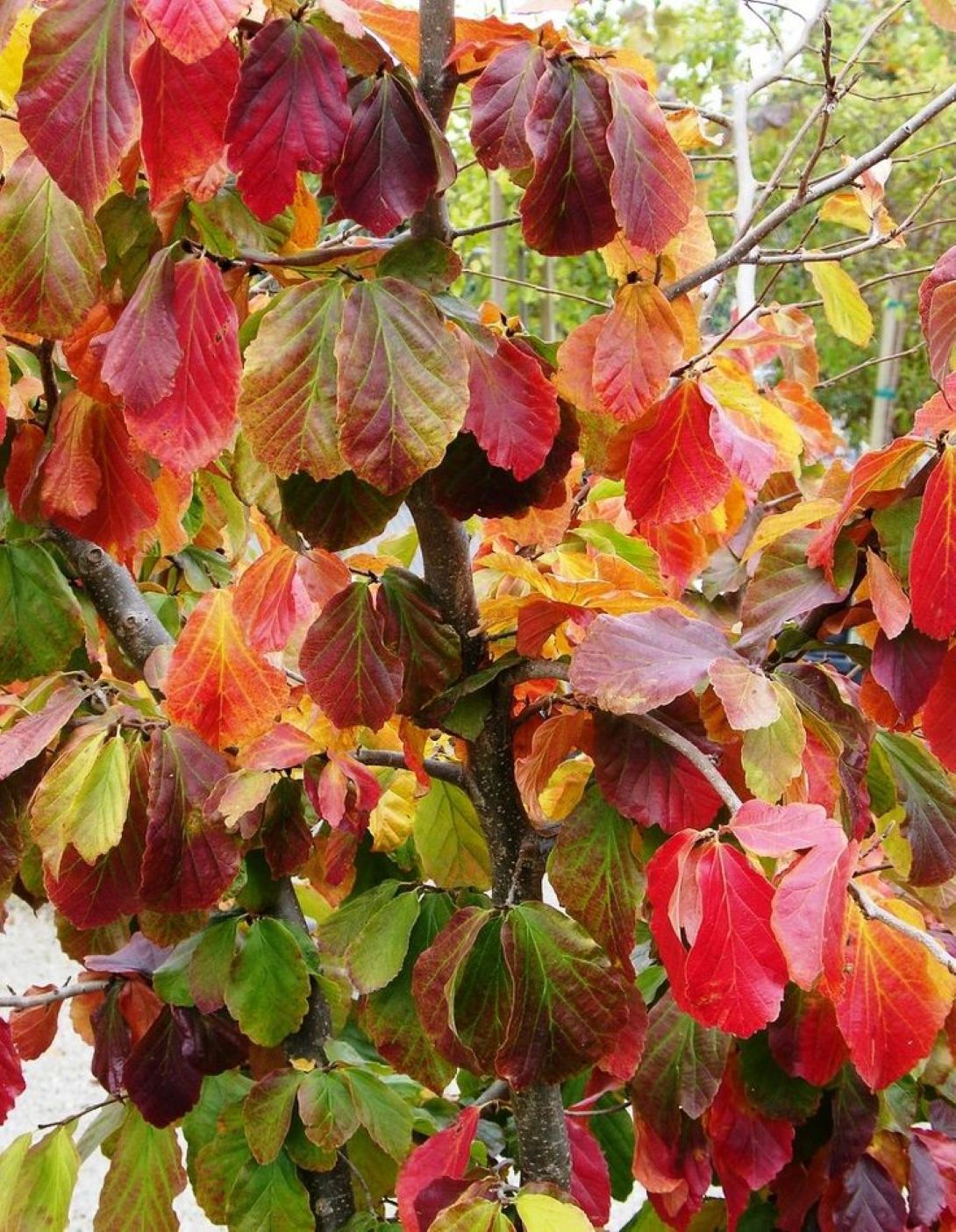 İran Demir Ağacı (Parrotia persica)