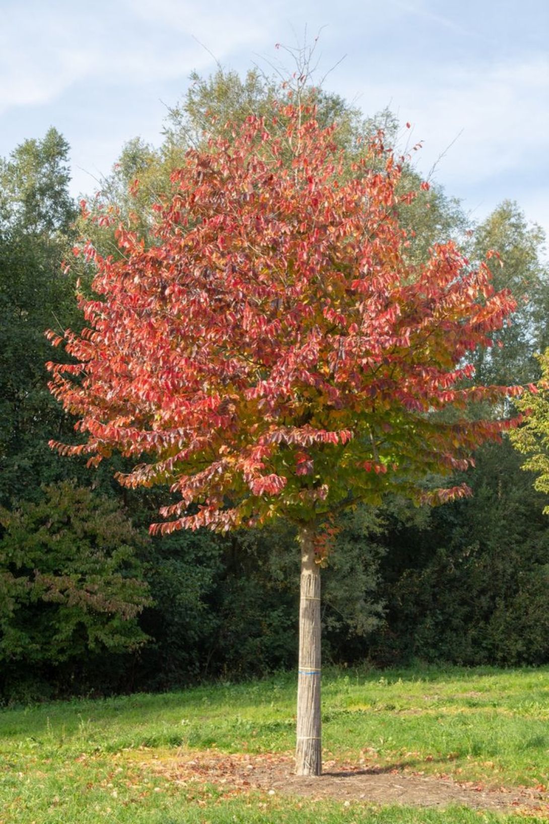 İran Demir Ağacı (Parrotia persica)
