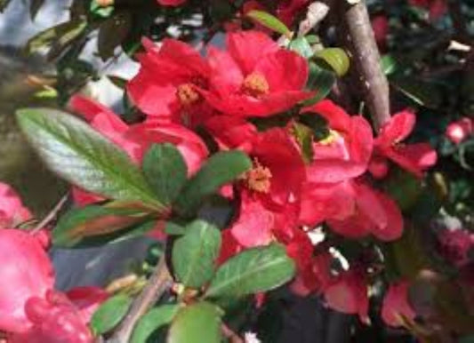 Japon Ayvası Bahar Dalı Fidanı – Kırmızı Çiçekli, 1 - 2 Yaş - Bahçevilya