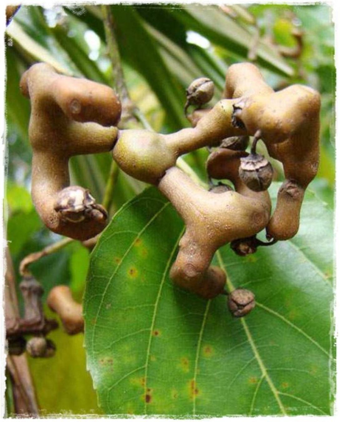 Japon Kuru Üzüm (Hovenia dulcis) Şeker Ağacı fidanı 1-2 yaş arası - Bahçevilya