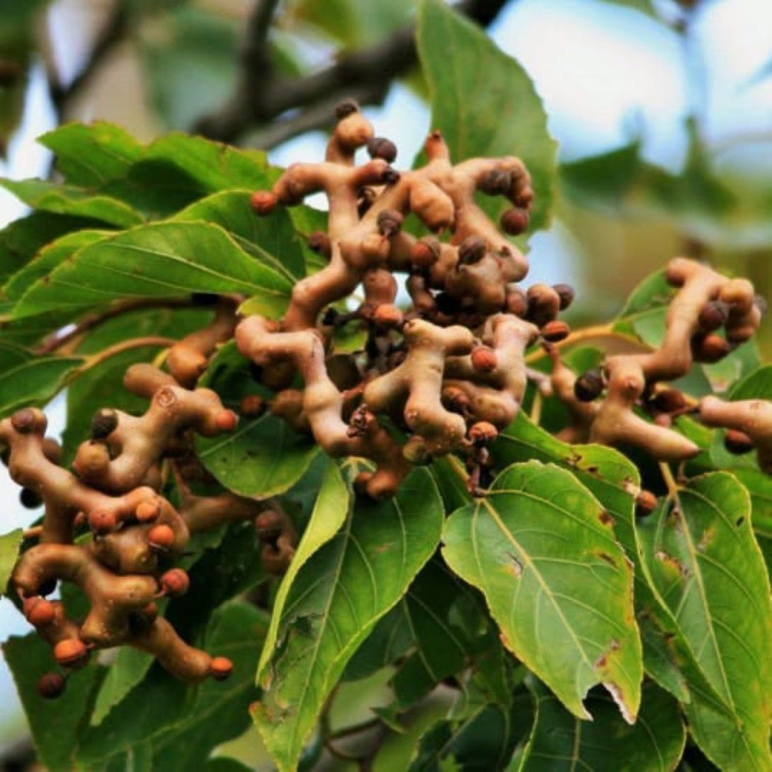 Japon Kuru Üzüm (Hovenia dulcis) Şeker Ağacı fidanı 1-2 yaş arası - Bahçevilya