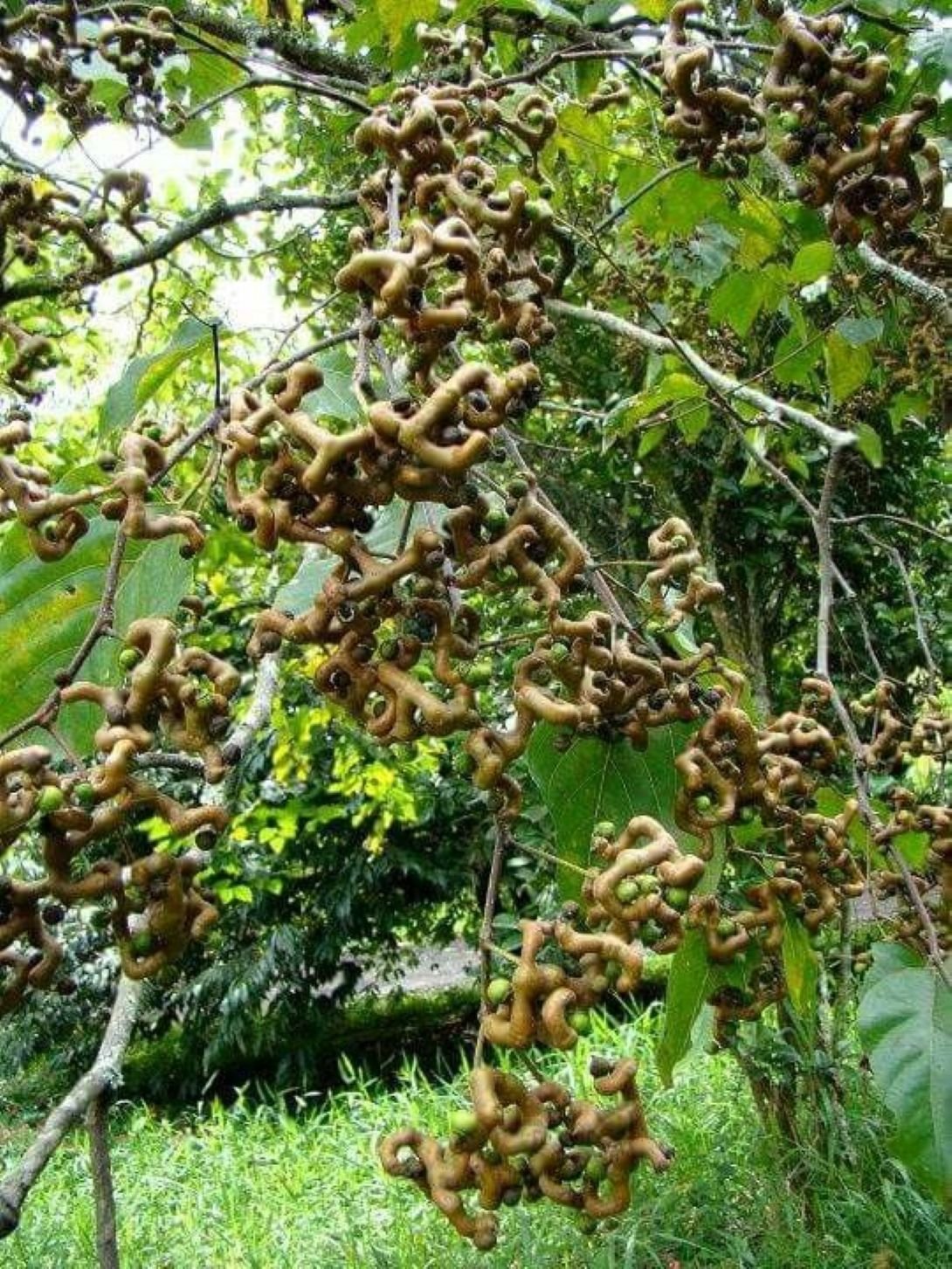 Japon Kuru Üzüm (Hovenia dulcis) Şeker Ağacı fidanı 1-2 yaş arası - Bahçevilya