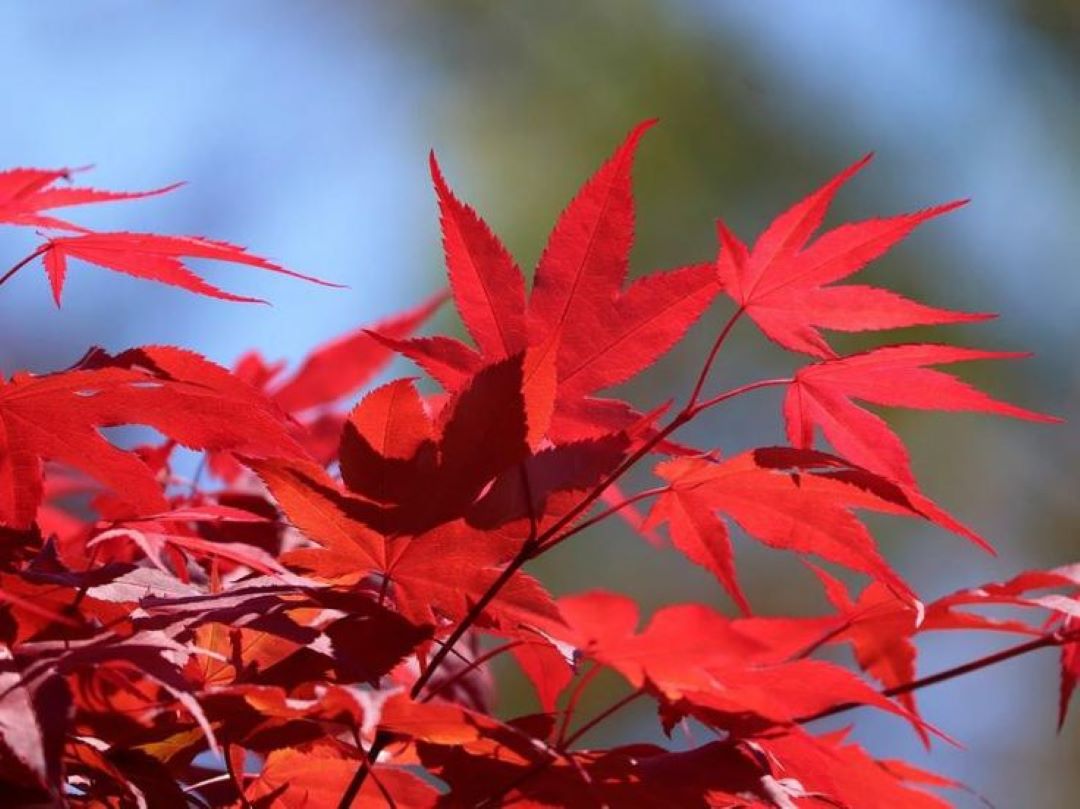 Bahçevilya 1 Adet 20-25 cm boylarında Japon Akçaağaç fidanı [Acer palmatum atropurpureum] 1-2 yaş arası - Bahçevilya 