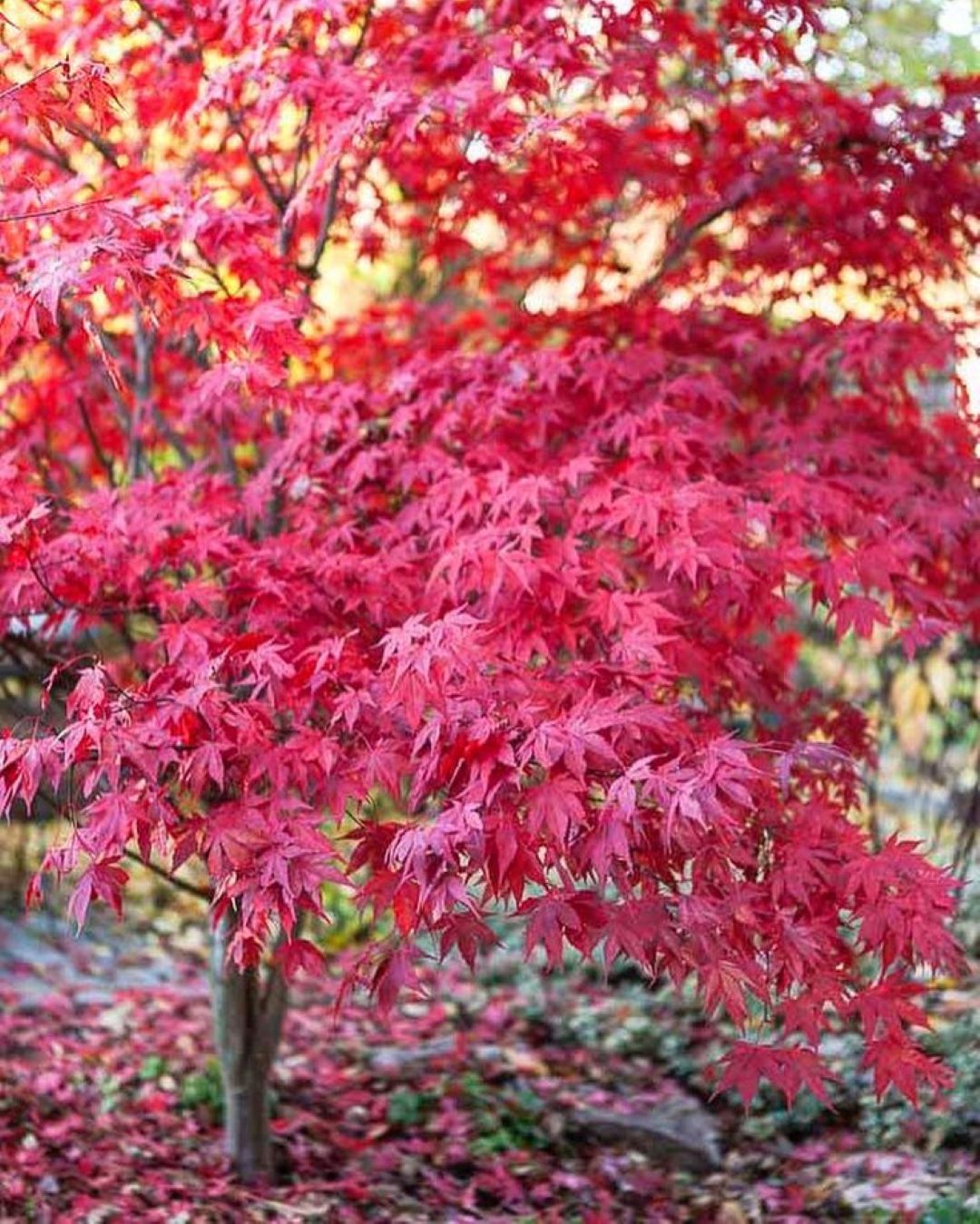 Bahçevilya 1 Adet 20-25 cm boylarında Japon Akçaağaç fidanı [Acer palmatum atropurpureum] 1-2 yaş arası - Bahçevilya 