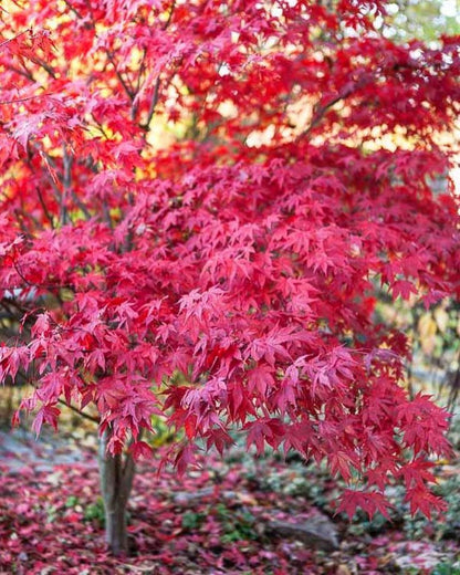 Bahçevilya 1 Adet 20-25 cm boylarında Japon Akçaağaç fidanı [Acer palmatum atropurpureum] 1-2 yaş arası - Bahçevilya 