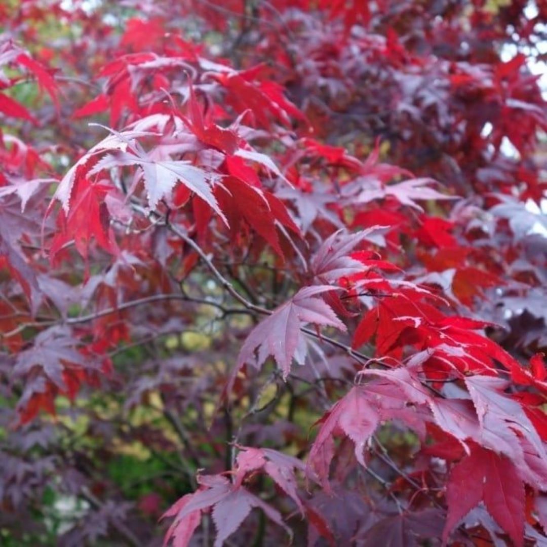 Bahçevilya 1 Adet 20-25 cm boylarında Japon Akçaağaç fidanı [Acer palmatum atropurpureum] 1-2 yaş arası - Bahçevilya 