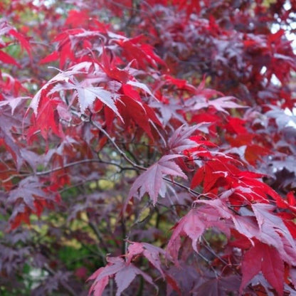 Bahçevilya 1 Adet 20-25 cm boylarında Japon Akçaağaç fidanı [Acer palmatum atropurpureum] 1-2 yaş arası - Bahçevilya 