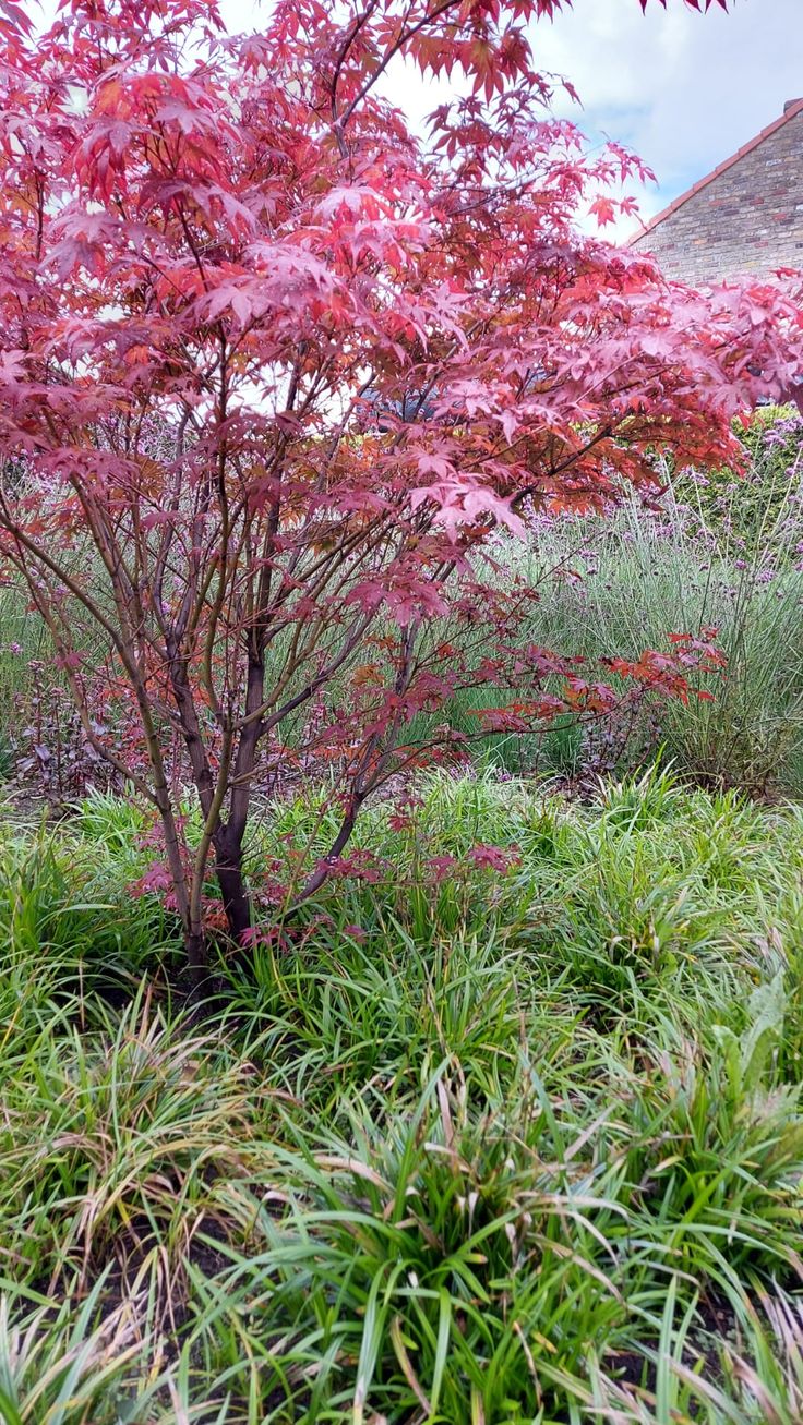 Bahçevilya 1 Adet 20-25 cm boylarında Japon Akçaağaç fidanı [Acer palmatum atropurpureum] 1-2 yaş arası - Bahçevilya 