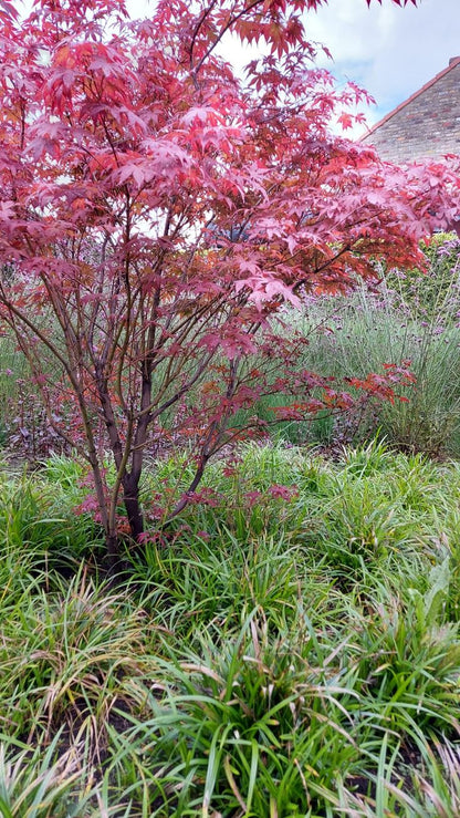 Bahçevilya 1 Adet 20-25 cm boylarında Japon Akçaağaç fidanı [Acer palmatum atropurpureum] 1-2 yaş arası - Bahçevilya 